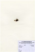 藏品(環狀叉節藻)的圖片